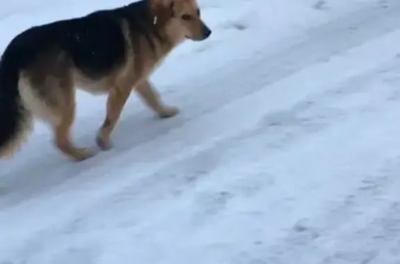 Найден крупный молодой пёс на Лесной улице, ищет хозяев