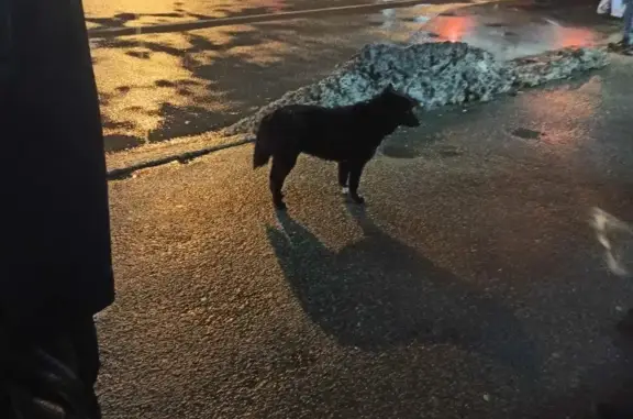 Потерянная собака на Московском проспекте, Калининград