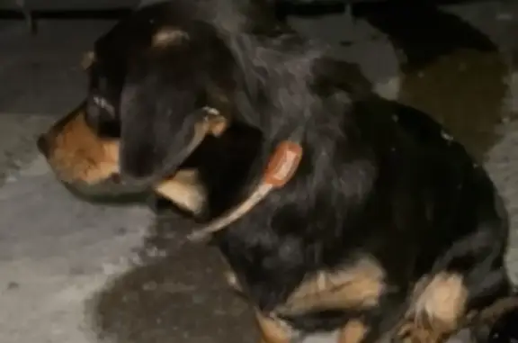 Найдена собака Такса в районе НИИ Саратов, ул. Бульварная, 6