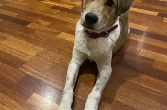 Собаки потеряшки, Смоленск, фото: Потеряшка собака на улице Николаева, 12А, Смоленск