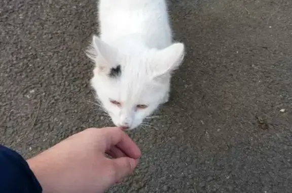 Кошка найдена на ул. М. Морозова, 92, Ставрополь