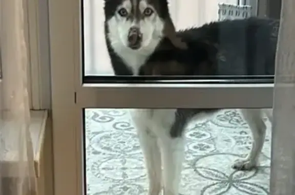 Найденные животные Калининград, фото: Найдена хаски на Верхнеозёрной, Калининград