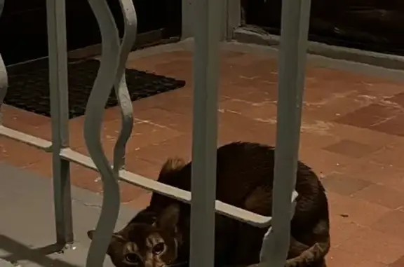 Найдена кошка в Новодевичьем проезде, Москва