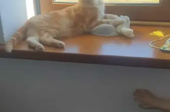 Кошки потеряшки, Ижевск, фото: Потеряшка кот на Солнечной ул. в Ижевске