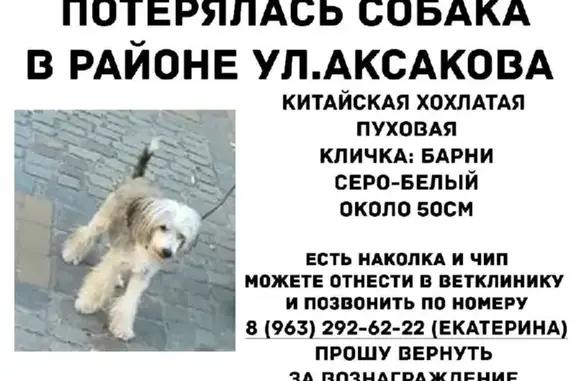 Собаки потеряшки, Калининград, фото: Потеряшка собака на ул. Аксакова, 104 в Калининграде.