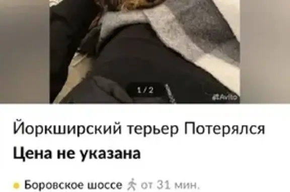 Собака Йоркширского терьера найдена в Московской области (41 символ)