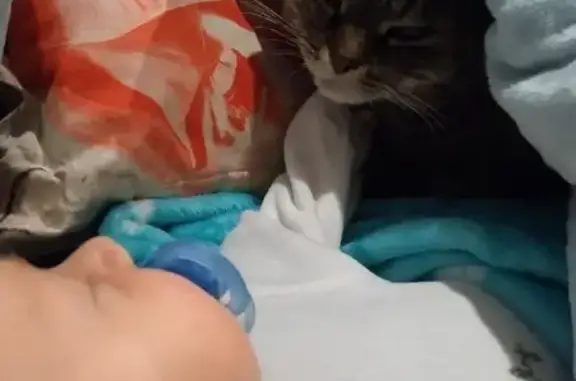 Кошки потеряшки, Санкт-Петербург, фото: Потеряшка кошка Сушка, ул. Ярослава Гашека, 10/85, СПб