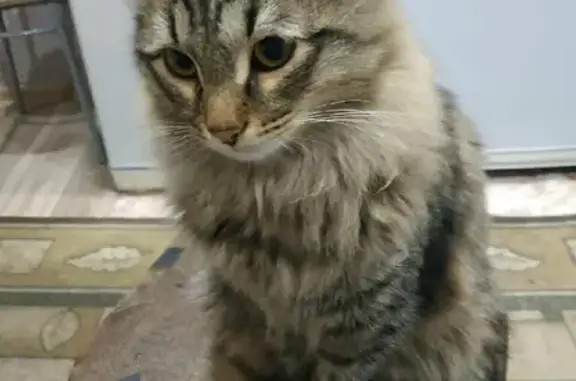Пропала кошка Кузя на Земляничной, Йошкар-Ола