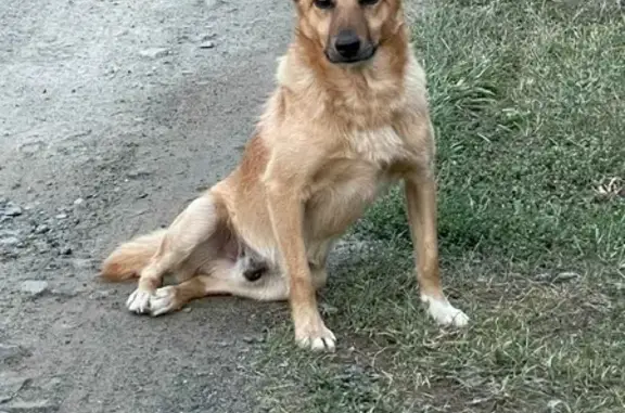 Пропала собака в СНТ Весна, Гагарка, Свердловская область
