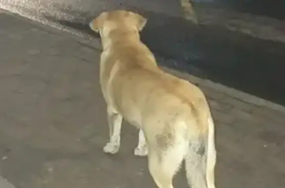 Найден пёс на остановке 