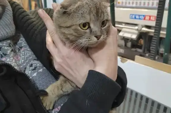 Найдена кошка на ул. Доватора, 148М в Ростове-на-Дону
