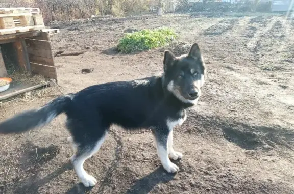 Пропала собака Миша на улице Второй в Черногорске