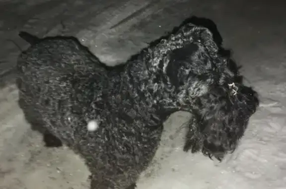 Собака найдена на Иртышской, 15 в Хабаровске.
