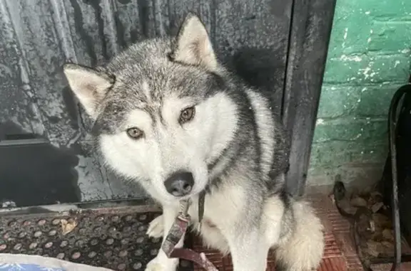 Найдена добрая собака на ул. Монтажников, 14, Курск