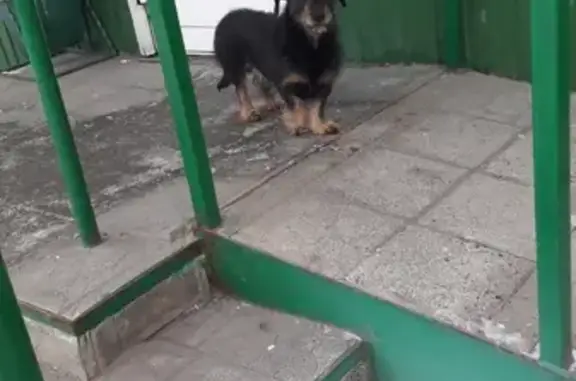 Найдена смешанная собака на Варейкиса, 2Д, Ульяновск