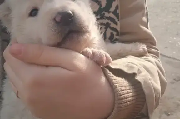 Найден белый щенок на Новороссийской, Астрахань