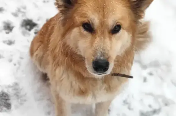 Найдена рыжая собака в Котляково, Московская область