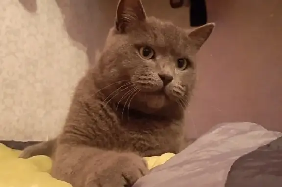 Пропала кошка Томас в Молдавановке, Краснодарский край