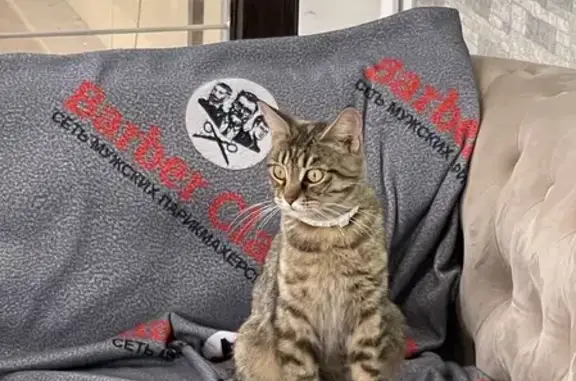 Найдена домашняя кошка на Ставропольской 121, Краснодар