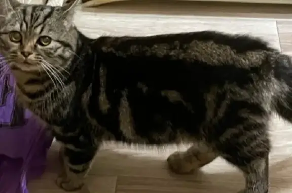 Кошки потеряшки, Тамбов, фото: Потеряшка кошка на Ярмарочной, Тамбов