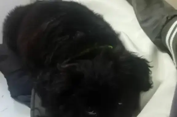 Найдена собака лабрадор метис в Сочи