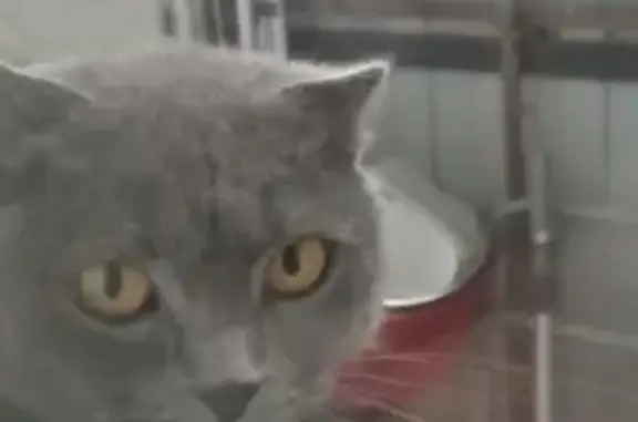 Найден британский кот в Кропоткине