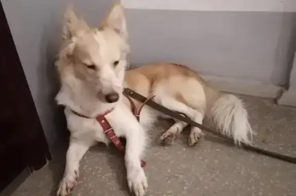 Собака Кабель найдена на ул. Героев Танкограда, 65