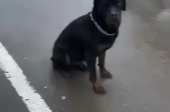 Пропала собака на заправке Шелл, Ростов-на-Дону