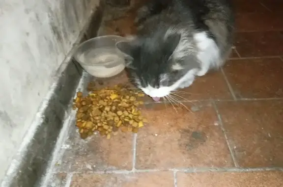 Найдена домашняя кошка на Судостроительной, Петрозаводск