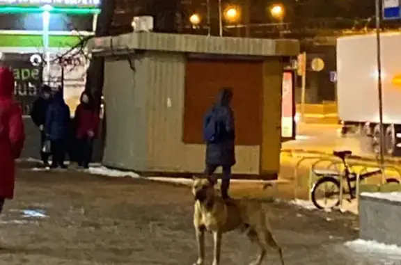 Собака на Парголовской, 11 в Калининском районе СПб.