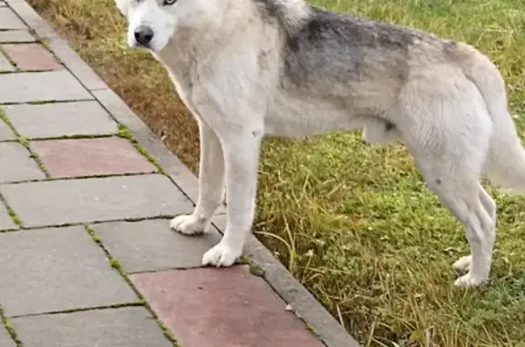 Собака с контактным характером найдена в Лентево, Стабенское сельское поселение
