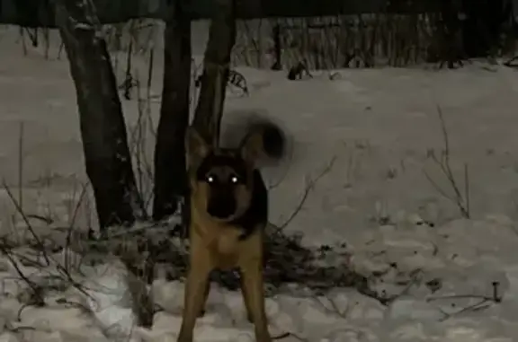 Собака найдена на Малой Карпатской, СПб