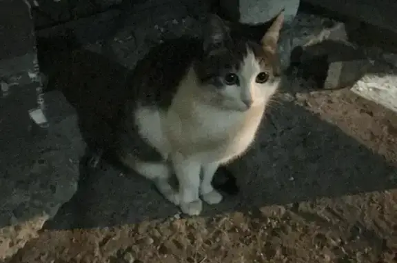 Найдена кошка на улице Розы Люксембург, 1А