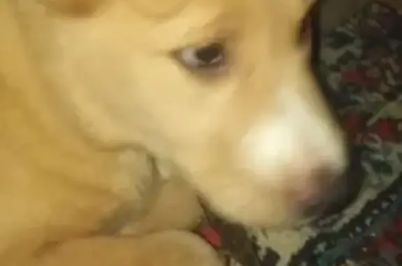 Собаки потеряшки, Смоленск, фото: Потеряшка собака на ул. Генерала Лукина, Смоленск