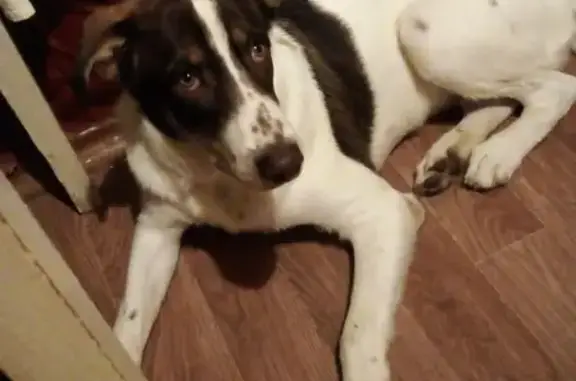 Пропала собака в Иваново, 10 месяцев, красавец, нуждается в лечении