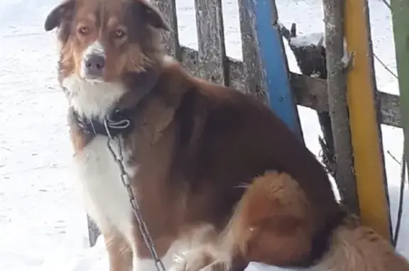 Пропала рыжая собака с белой грудью в Жеребцово, Ядровская волость