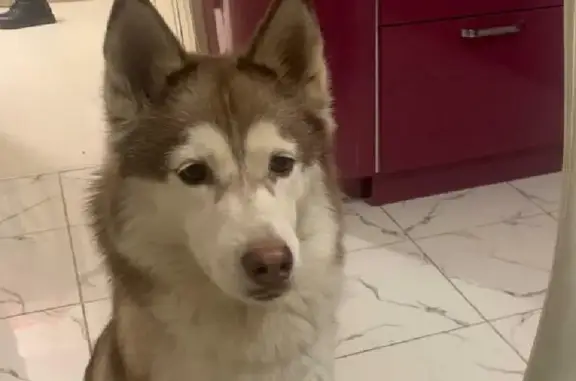 Собака найдена на МКАД, 47 км, Москва
