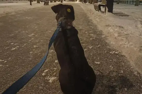 Пропала собака Рудольф на улице Рахова, Саратов
