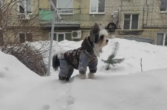 Пропал пёс Сэм на Соколовой в Саратове