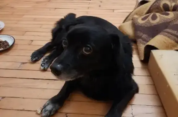 Собака найдена на Привокзальной улице, Чебоксары