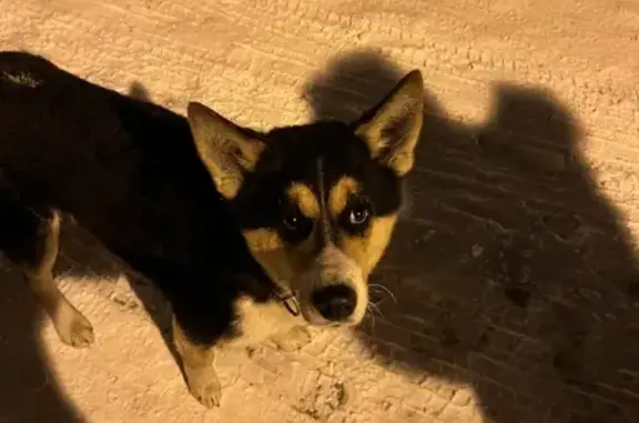 Собака найдена на Запарина 155, Хабаровск