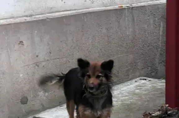 Найдена пушистая собака на площади Ленина, Воронеж