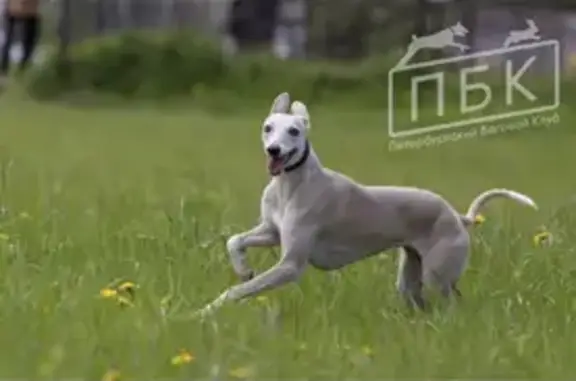 Собаки потеряшки, Санкт-Петербург, фото: Потеряшка собака Лея с пр. Металлистов, 15 в СПб