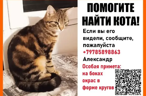 Пропала кошка на ул. Колобова, д.34/2, звоните +79785898863