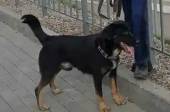 Пропала собака на Яснополянской, Новосибирск