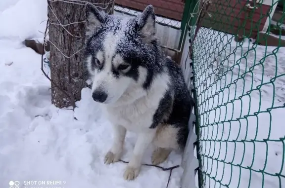 Найдена собака на улице Лескова, Нижний Новгород