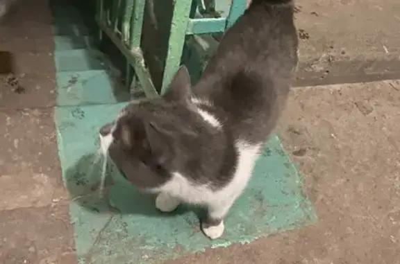 Найдена потеряшка кошка на пр. Победы, 2 в Липецке