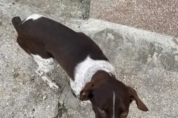 Найдена собака в Чернополье, ищем хозяина