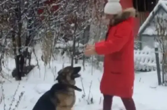 Пропала собака Зара в районе Покровки, вознаграждение за находку.