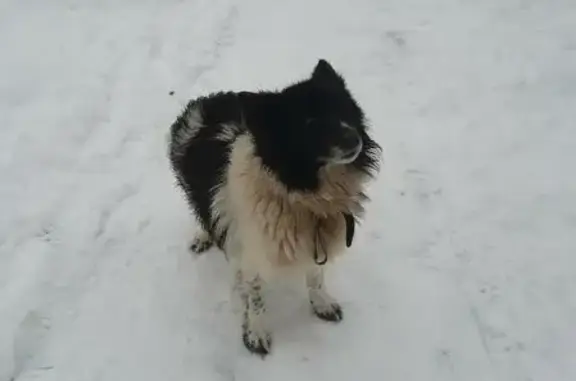 Собака на Витебской улице, Брянск: черно-белый дворняга с ошейником.